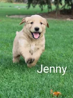Jenny, a female Golden Retriever and Irish Setter for sale in Colby, WI – 1 of 1