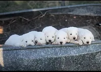 processed/7fd7ae8a-7b3a-422b-a57b-ea139c9158c7/facility/5646182b-afbb-4ec2-86f3-f38d14162231