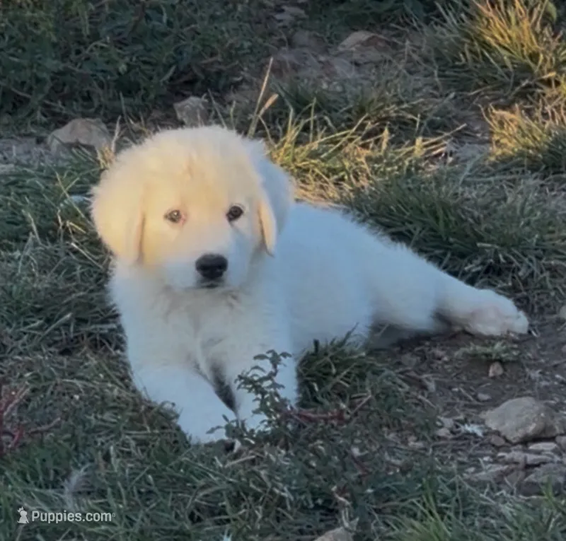 Durango – Anatolian Shepherd Dog, Great Pyrenees puppy for sale in Wyandotte, OK
