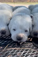 Thorn, a male Anatolian Shepherd Dog and Great Pyrenees for sale in Wyandotte, OK – Photo 4 of 9