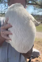 Thorn, a male Anatolian Shepherd Dog and Great Pyrenees for sale in Wyandotte, OK – Photo 8 of 9