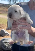 Thorn, a male Anatolian Shepherd Dog and Great Pyrenees for sale in Wyandotte, OK – Photo 2 of 9