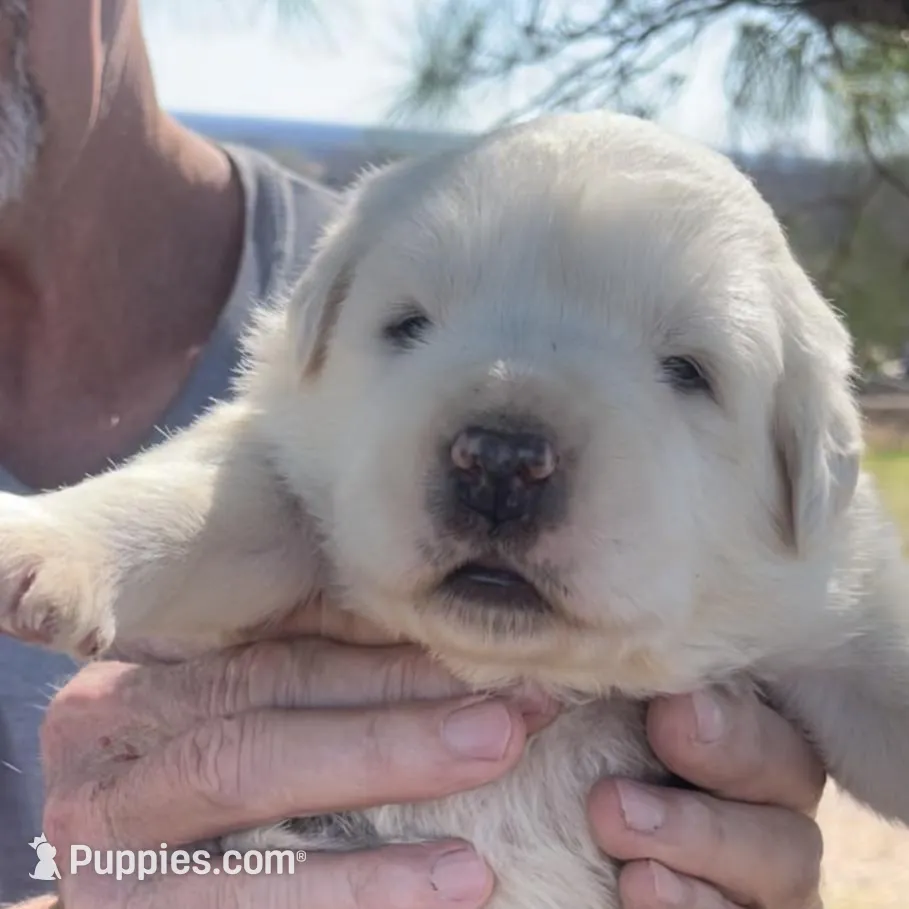 Thorn, a male Anatolian Shepherd Dog and Great Pyrenees for sale in Wyandotte, OK – Photo 6 of 9
