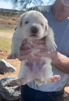 Thorn, a male Anatolian Shepherd Dog and Great Pyrenees for sale in Wyandotte, OK – Photo 7 of 9
