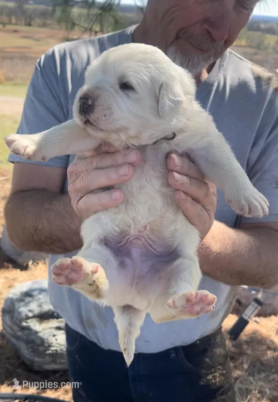Thorn – Anatolian Shepherd Dog, Great Pyrenees puppy for sale in Wyandotte, OK