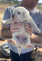 Thorn, a male Anatolian Shepherd Dog and Great Pyrenees for sale in Wyandotte, OK – Photo 9 of 9