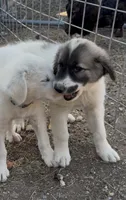 Boone, a male Anatolian Shepherd Dog and Great Pyrenees for sale in Wyandotte, OK – 2 of 9