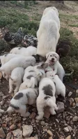 Montgomery , a male Anatolian Shepherd Dog and Great Pyrenees for sale in Wyandotte, OK – 7 of 10