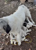 Birmingham , a male Anatolian Shepherd Dog and Great Pyrenees for sale in Wyandotte, OK – 3 of 10