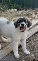 Boone, a male Anatolian Shepherd Dog and Great Pyrenees for sale in Wyandotte, OK – 4 of 9