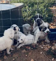 Boone, a male Anatolian Shepherd Dog and Great Pyrenees for sale in Wyandotte, OK – 3 of 9