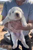 Samson, a male Anatolian Shepherd Dog and Great Pyrenees for sale in Wyandotte, OK – Photo 3 of 9