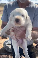 Samson, a male Anatolian Shepherd Dog and Great Pyrenees for sale in Wyandotte, OK – Photo 1 of 9
