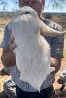Samson, a male Anatolian Shepherd Dog and Great Pyrenees for sale in Wyandotte, OK – Photo 7 of 9
