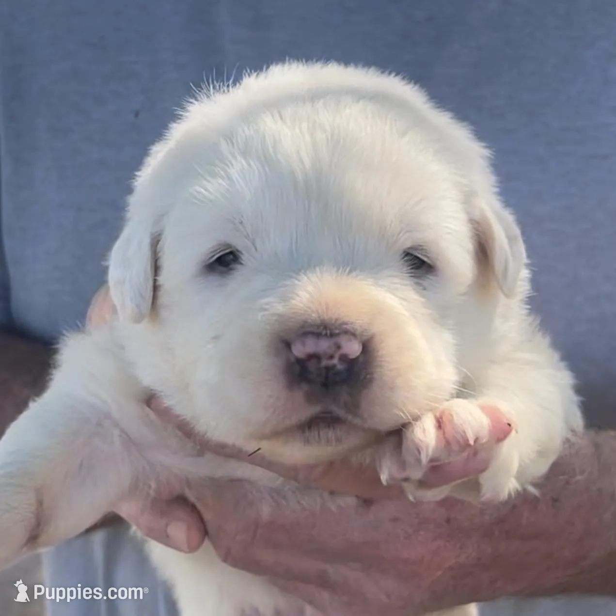 Samson, a male Anatolian Shepherd Dog and Great Pyrenees for sale in Wyandotte, OK – Photo 2 of 9