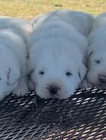 Samson, a male Anatolian Shepherd Dog and Great Pyrenees for sale in Wyandotte, OK – Photo 5 of 9