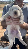 Samson, a male Anatolian Shepherd Dog and Great Pyrenees for sale in Wyandotte, OK – Photo 8 of 9