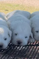 Samson, a male Anatolian Shepherd Dog and Great Pyrenees for sale in Wyandotte, OK – Photo 4 of 9