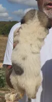 Reno, a male Anatolian Shepherd Dog and Great Pyrenees for sale in Wyandotte, OK – 2 of 10