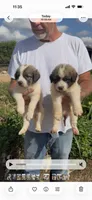 Birmingham , a male Anatolian Shepherd Dog and Great Pyrenees for sale in Wyandotte, OK – 9 of 10