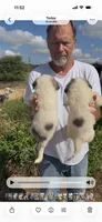 Phoenix , a male Anatolian Shepherd Dog and Great Pyrenees for sale in Wyandotte, OK – 3 of 10