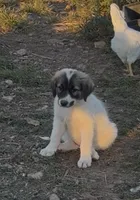 Boone, a male Anatolian Shepherd Dog and Great Pyrenees for sale in Wyandotte, OK – 7 of 9