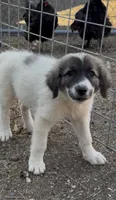 Boone, a male Anatolian Shepherd Dog and Great Pyrenees for sale in Wyandotte, OK – 6 of 9