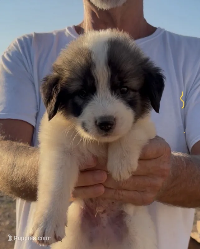 Montgomery  – Anatolian Shepherd Dog, Great Pyrenees puppy for sale in Wyandotte, OK