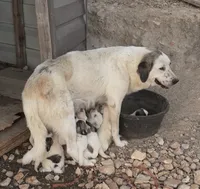 Reno, a male Anatolian Shepherd Dog and Great Pyrenees for sale in Wyandotte, OK – 8 of 10