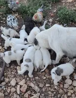 Denver, a male Anatolian Shepherd Dog and Great Pyrenees for sale in Wyandotte, OK – 6 of 10