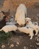 Durango, a male Anatolian Shepherd Dog and Great Pyrenees for sale in Wyandotte, OK – 4 of 10