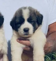 Birmingham , a male Anatolian Shepherd Dog and Great Pyrenees for sale in Wyandotte, OK – 1 of 10