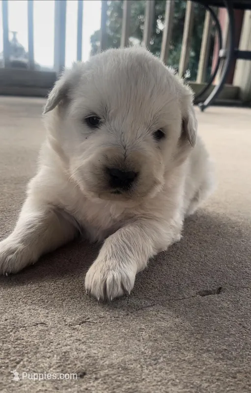 Sunday, a male Anatolian Shepherd Dog and Great Pyrenees for sale in Wyandotte, OK – Photo 1 of 10