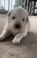 Sunday, a male Anatolian Shepherd Dog and Great Pyrenees for sale in Wyandotte, OK – Photo 1 of 10