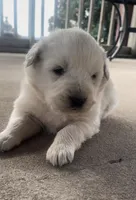 Sunday, a male Anatolian Shepherd Dog and Great Pyrenees for sale in Wyandotte, OK – Photo 6 of 10