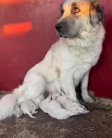 Sunday, a male Anatolian Shepherd Dog and Great Pyrenees for sale in Wyandotte, OK – Photo 9 of 10