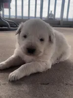 Sunday, a male Anatolian Shepherd Dog and Great Pyrenees for sale in Wyandotte, OK – Photo 5 of 10