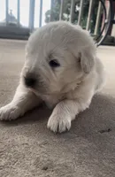 Sunday, a male Anatolian Shepherd Dog and Great Pyrenees for sale in Wyandotte, OK – Photo 2 of 10
