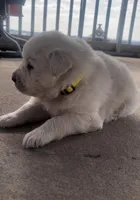Sunday, a male Anatolian Shepherd Dog and Great Pyrenees for sale in Wyandotte, OK – Photo 4 of 10