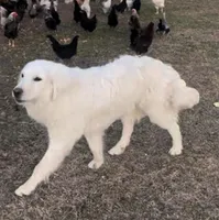 Sunday, a male Anatolian Shepherd Dog and Great Pyrenees for sale in Wyandotte, OK – Photo 10 of 10