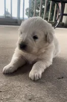 Sunday, a male Anatolian Shepherd Dog and Great Pyrenees for sale in Wyandotte, OK – Photo 7 of 10
