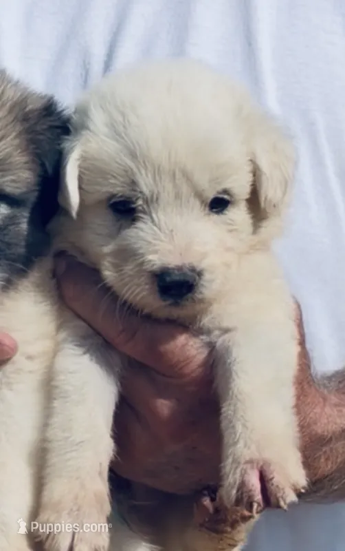Nantucket  – Anatolian Shepherd Dog, Great Pyrenees puppy for sale in Wyandotte, OK