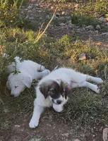 Boone, a male Anatolian Shepherd Dog and Great Pyrenees for sale in Wyandotte, OK – 5 of 9