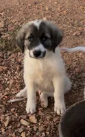 Boone, a male Anatolian Shepherd Dog and Great Pyrenees for sale in Wyandotte, OK – 8 of 9