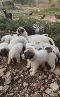 Denver, a male Anatolian Shepherd Dog and Great Pyrenees for sale in Wyandotte, OK – 5 of 10