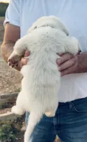 Denver, a male Anatolian Shepherd Dog and Great Pyrenees for sale in Wyandotte, OK – 2 of 10