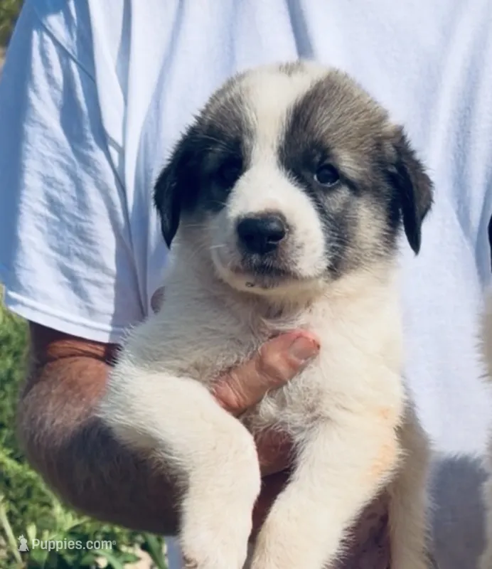 Phoenix  – Anatolian Shepherd Dog, Great Pyrenees puppy for sale in Wyandotte, OK