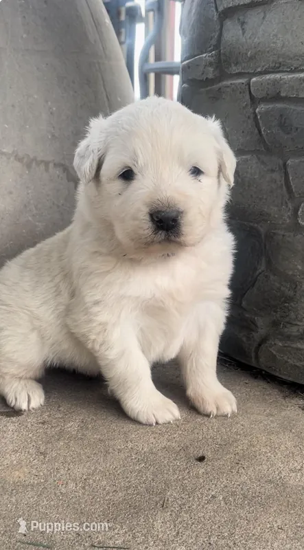 Cross, a male Anatolian Shepherd Dog and Great Pyrenees for sale in Wyandotte, OK – Photo 1 of 9