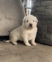 Cross, a male Anatolian Shepherd Dog and Great Pyrenees for sale in Wyandotte, OK – Photo 2 of 9