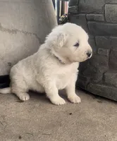 Cross, a male Anatolian Shepherd Dog and Great Pyrenees for sale in Wyandotte, OK – Photo 5 of 9